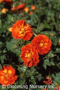 Potentilla x hybrida 'William Rollinson'