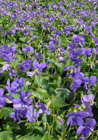 Viola odorata 'Blue Remington'