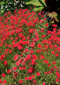 Coreopsis 'Limerock Ruby'