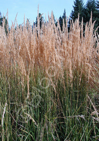 Calamagrostis x acutiflora 'Karl Foerster'