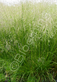 Deschampsia caespitosa