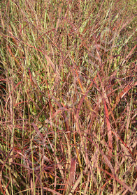 Panicum virgatum 'Rotstrahlbusch' 