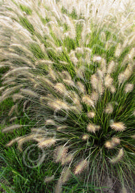 Pennisetum alopecuroides 'Hameln'