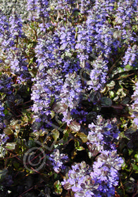 Ajuga reptans 'Catlin's Giant'