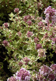 Thymus x citriodorus 'Doone Valley'