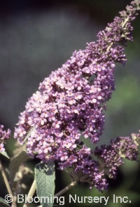 Buddleia davidii 'Lochinch'