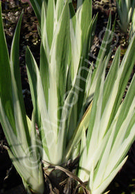 Iris laevigata 'Variegata'