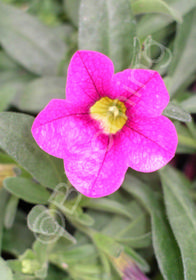 Calibrachoa 'Brilliant Cherry'