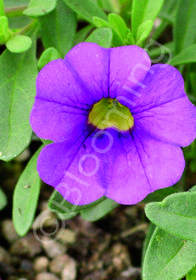 Calibrachoa 'Violet Blue'