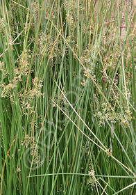 Juncus effusus 'Gold Strike'