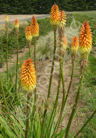 Kniphofia x 'Apricot Souffle'