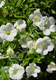 Calibrachoa Mini Famous 'Perfect White'