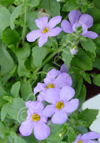 Bacopa 'Abunda™ Colossal Blue' ('Balabolue') Bacopa 'Abunda™ Colossal Blue' ('Balabolue')