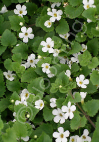 Bacopa 'Great White' 