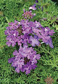 Verbena 'Lapis Lazuli Blue'