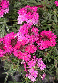 Verbena tenuisecta 'Magelana Lipstick'