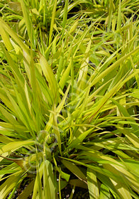 Hakonechloa macra 'All Gold'