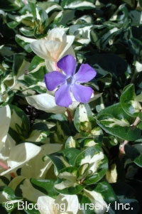 Vinca major 'Wojo's Gem'