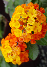 Lantana 'Spreading Sunset'