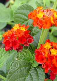 Lantana camara 'Dallas Red'