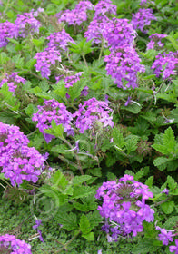 Verbena canadensis Homestead Purple'