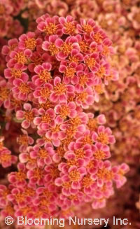 Achillea millefolium 'Heidi'