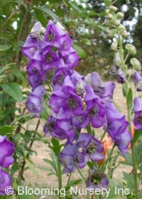 Aconitum henryi 'Spark's Variety'