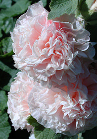 Alcea rosea 'Chater's Double Apricot'