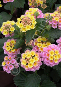 Lantana camara 'Pink Caprice'