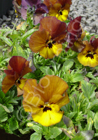 Viola 'Irish Molly'