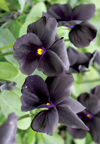 Viola 'Molly Sanderson'