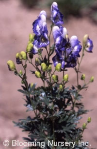 Aconitum x cammarum 'Bicolor'                     