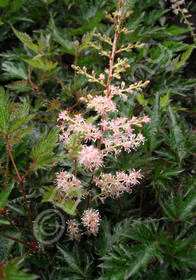 Astilbe simplicifolia 'Sprite'