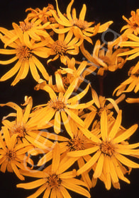 Ligularia dentata 'Othello'