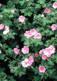 Geranium x riversleaianum 'Mavis Simpson'