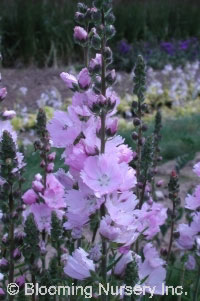 Sidalcea 'Elsie Heugh'                            