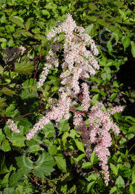 Astilbe thunbergii 'Betsy Cuperus'