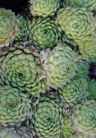 Sempervivum 'Pekinese'