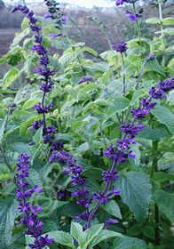 Salvia  'Indigo Spires'