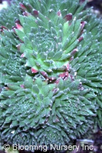 Sempervivum x barbulatum 'Hookeri'