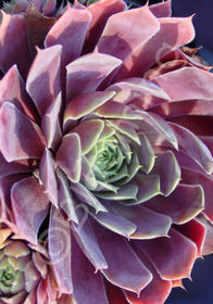 Sempervivum 'El Toro'