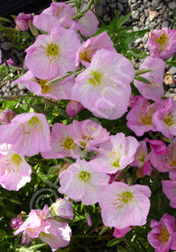 Oenothera speciosa 'Siskiyou'