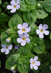 Bacopa 'Gulliver Lilac' 