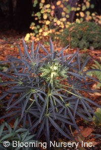 Helleborus foetidus