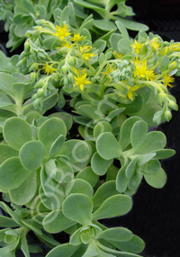 Sedum palmeri             