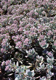 Sedum cauticola 'Lidakense'