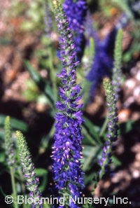 Veronica 'Goodness Grows'                         