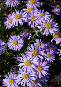 Aster x alpellus 'Triumph'                        