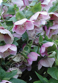 Helleborus x hybridus (orientalis)