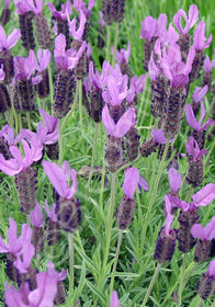 Lavandula stoechas 'Quasti'